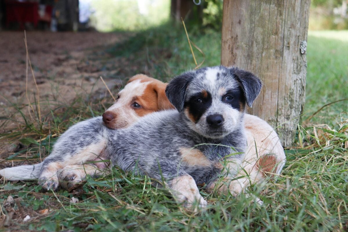Australian Cattle dog puppies resting outside.
