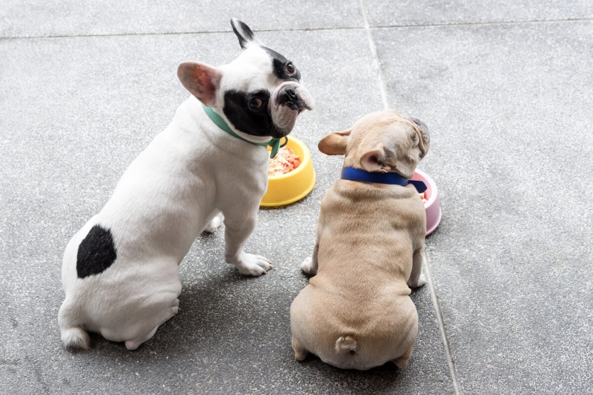 Two cute French bulldogs waiting for meal.