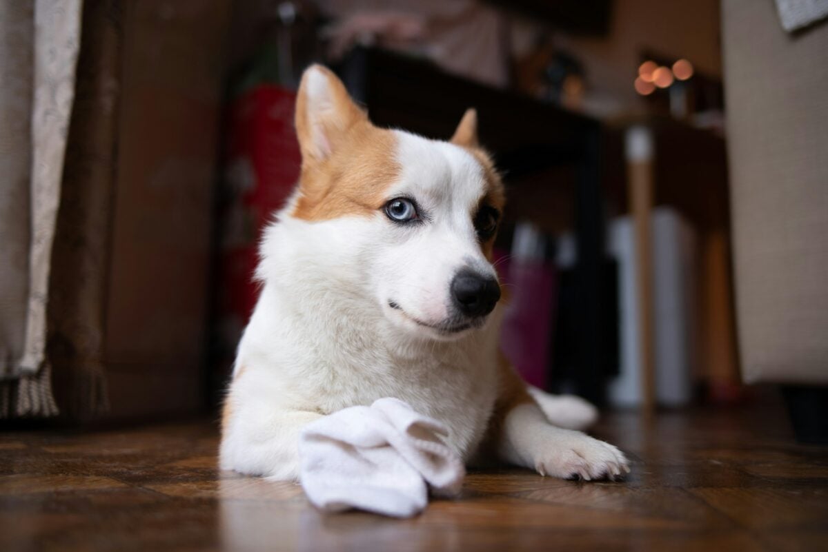 Dog lies on floor next to white sock.