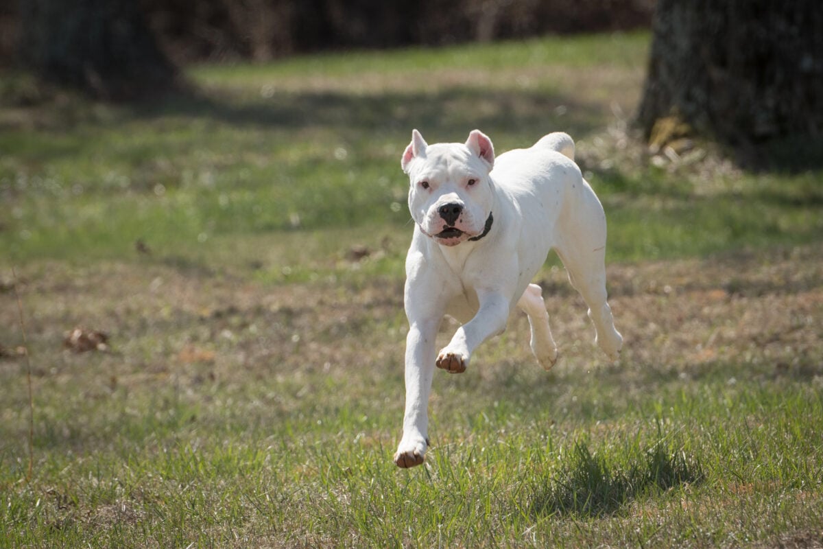 White dog (Dogo Argentino) running outside.