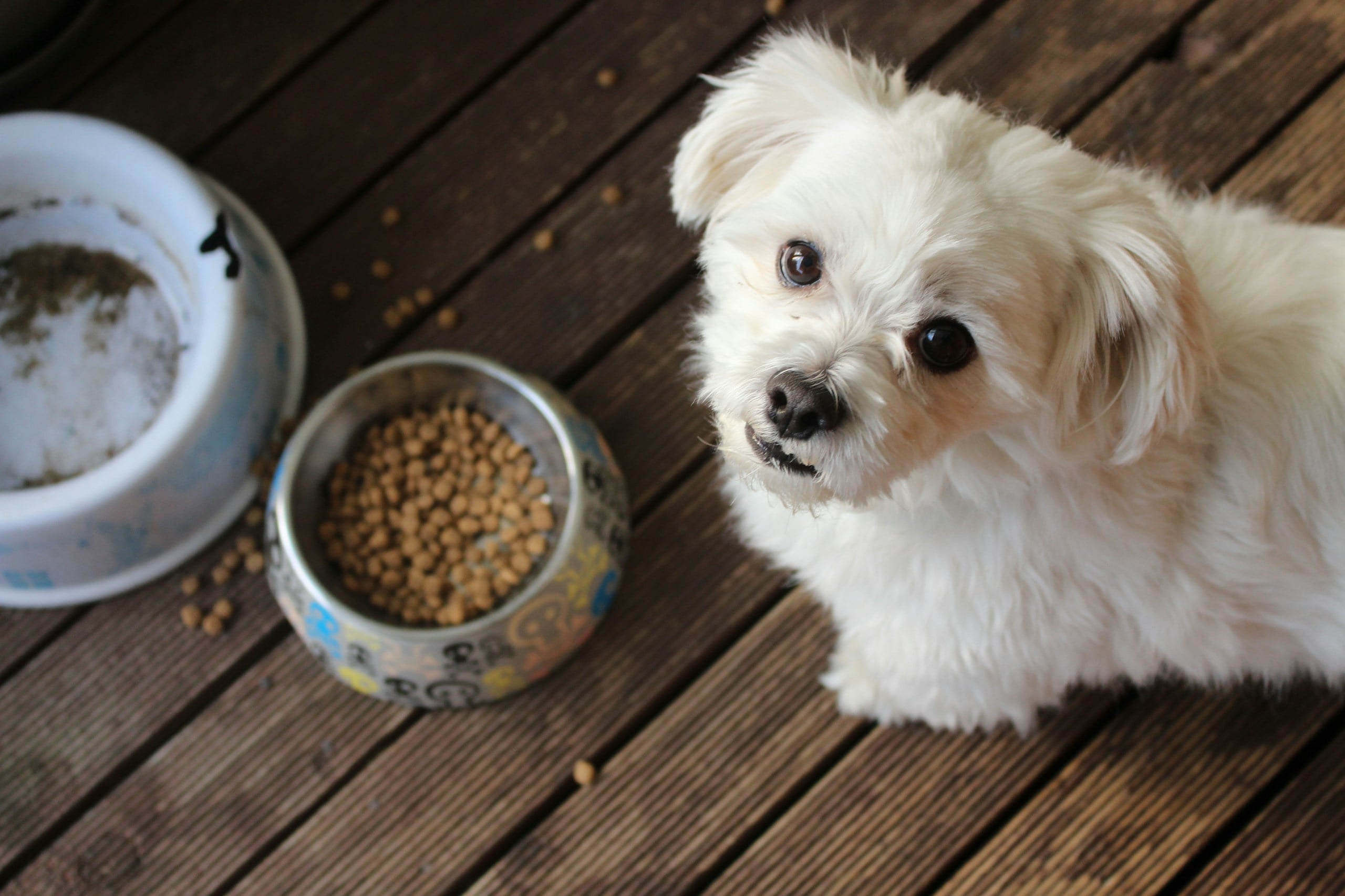 Maltese sitting next to food bowl looking up at camera.