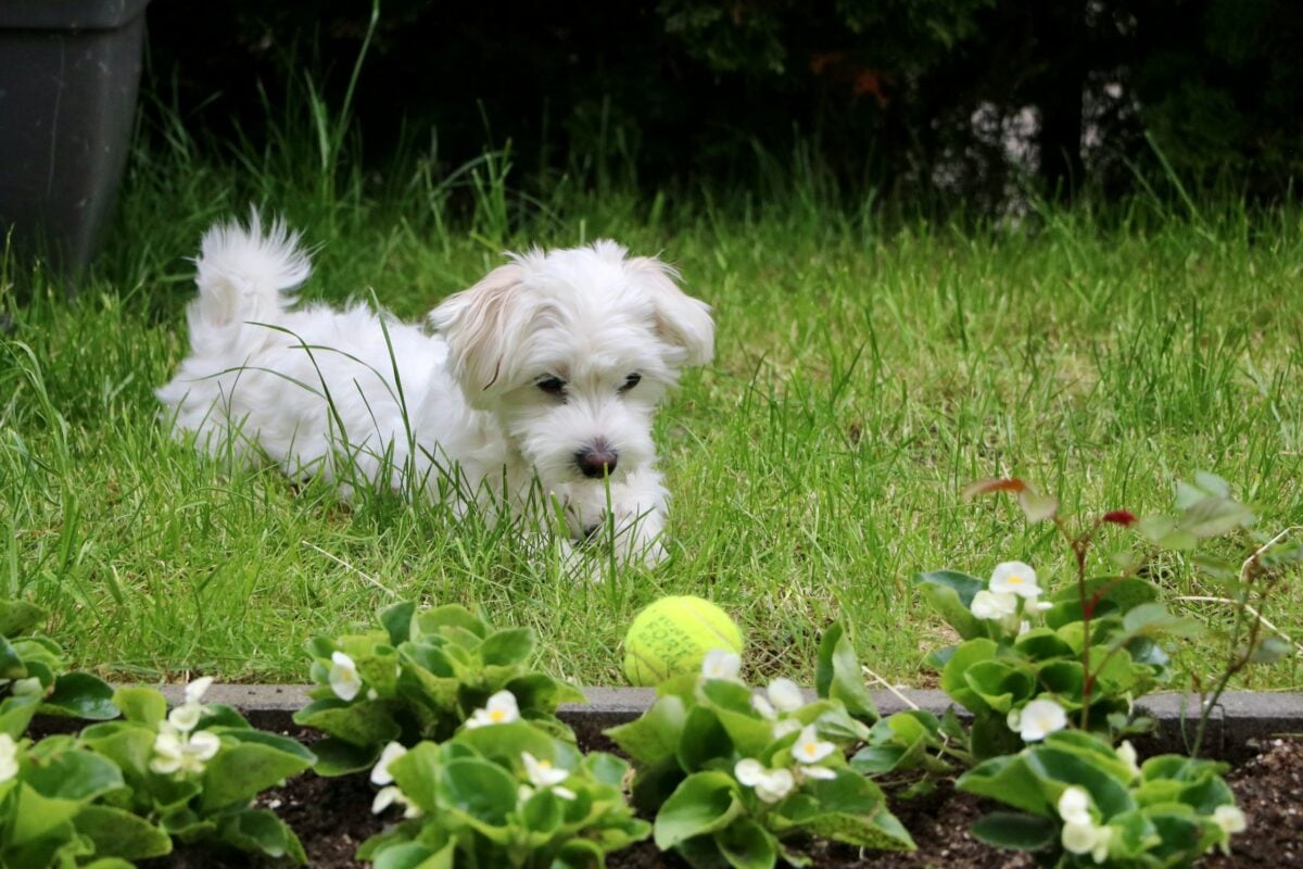 Maltese sitting in the grass looking at a tennis ball.