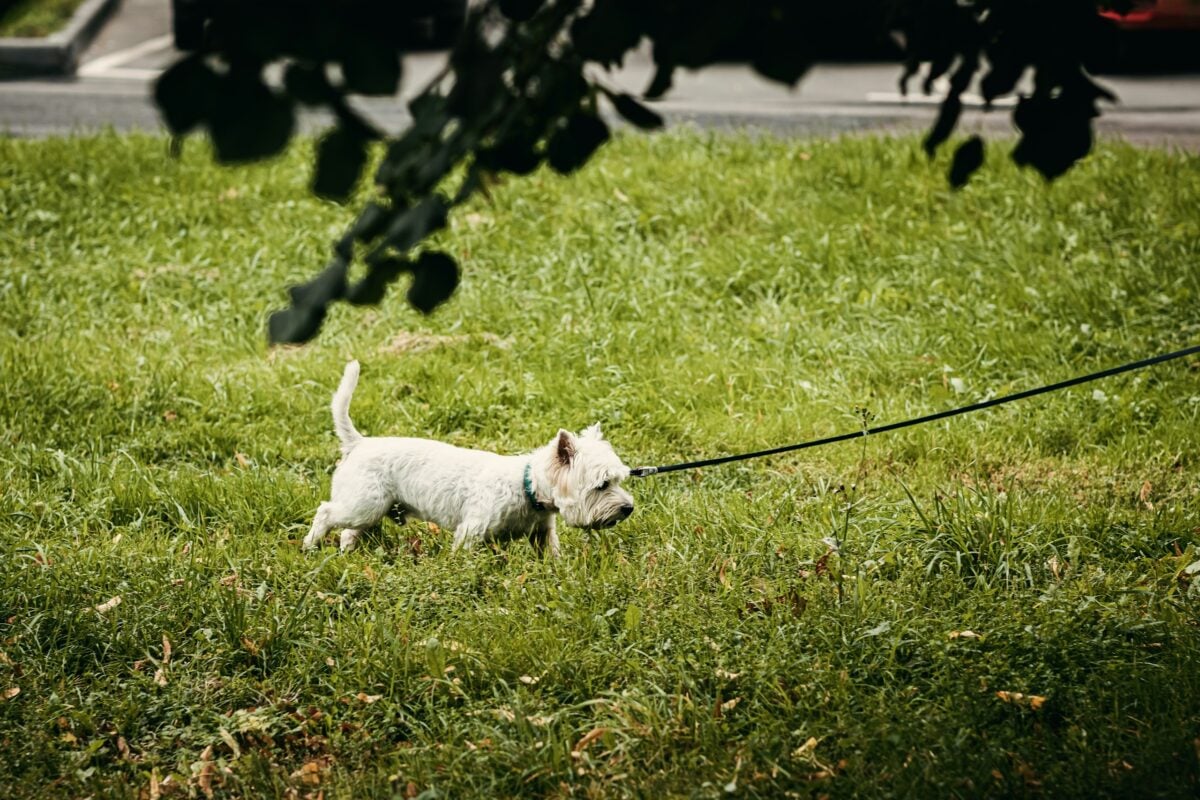 Westie tethered in a yard.