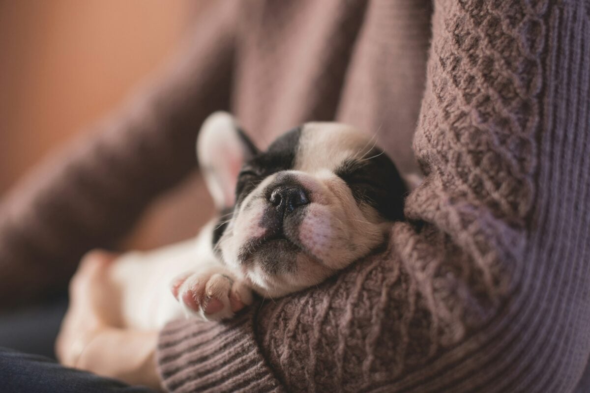 Woman holds sleeping puppy, showing that dogs sleep on clothes for scent and comfort.