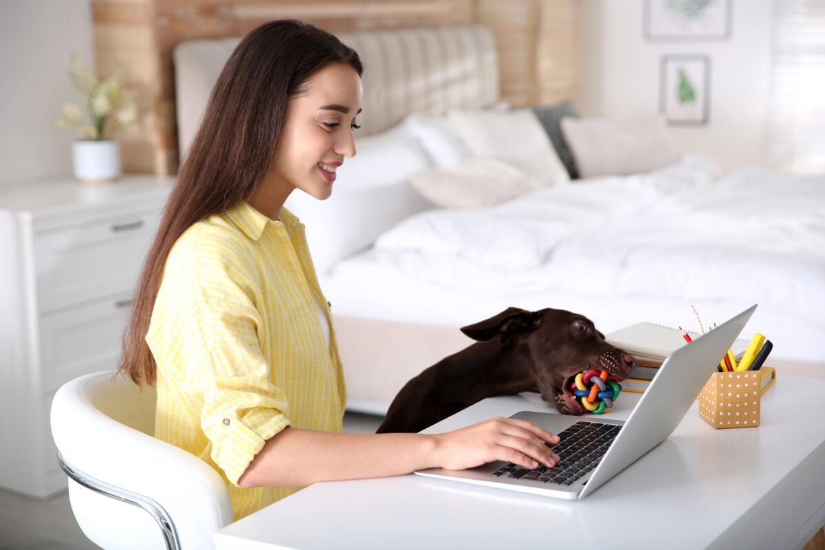 Young woman working on laptop near her playful dog in home office