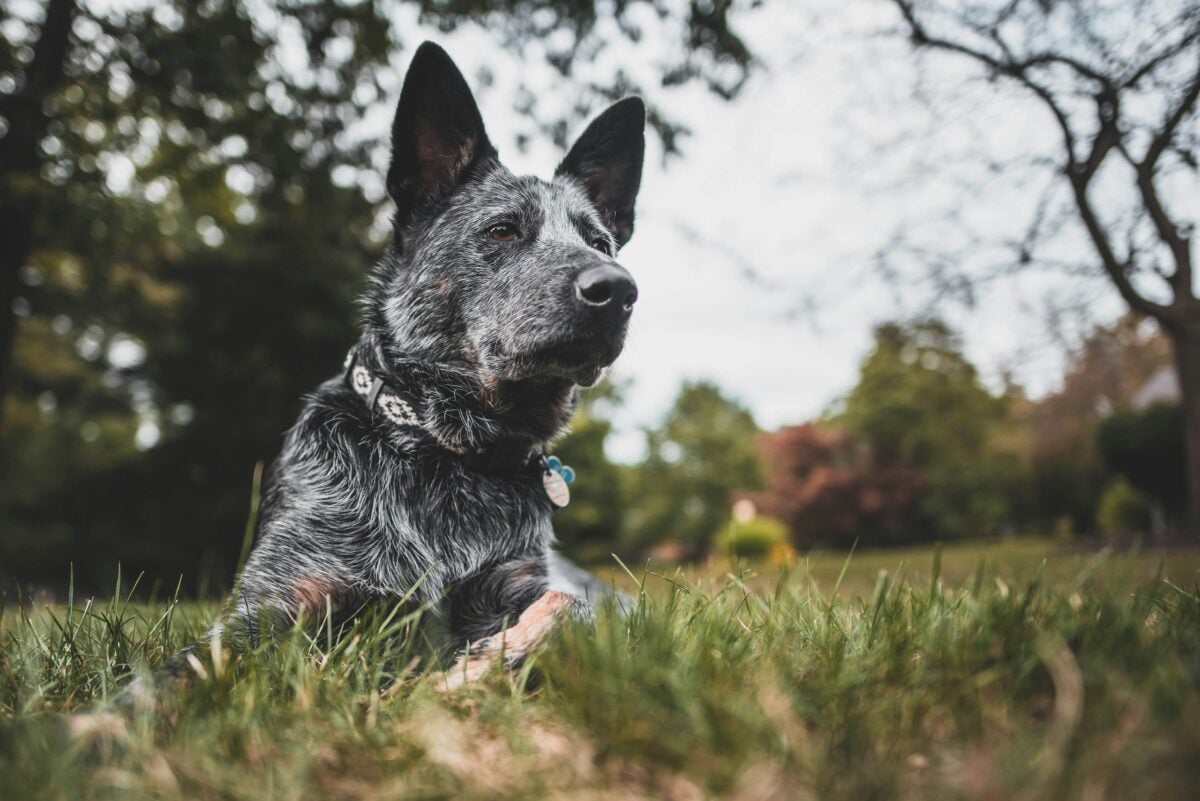 Blue Heeler lying outside on grass.