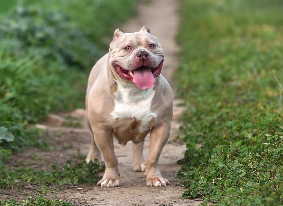 Beautiful american bully dog stading in green field.