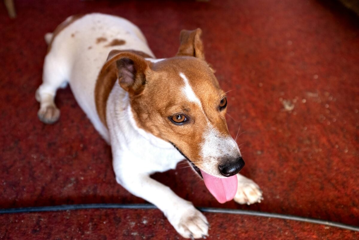 A brown and white dog lying on a red carpet panting.
