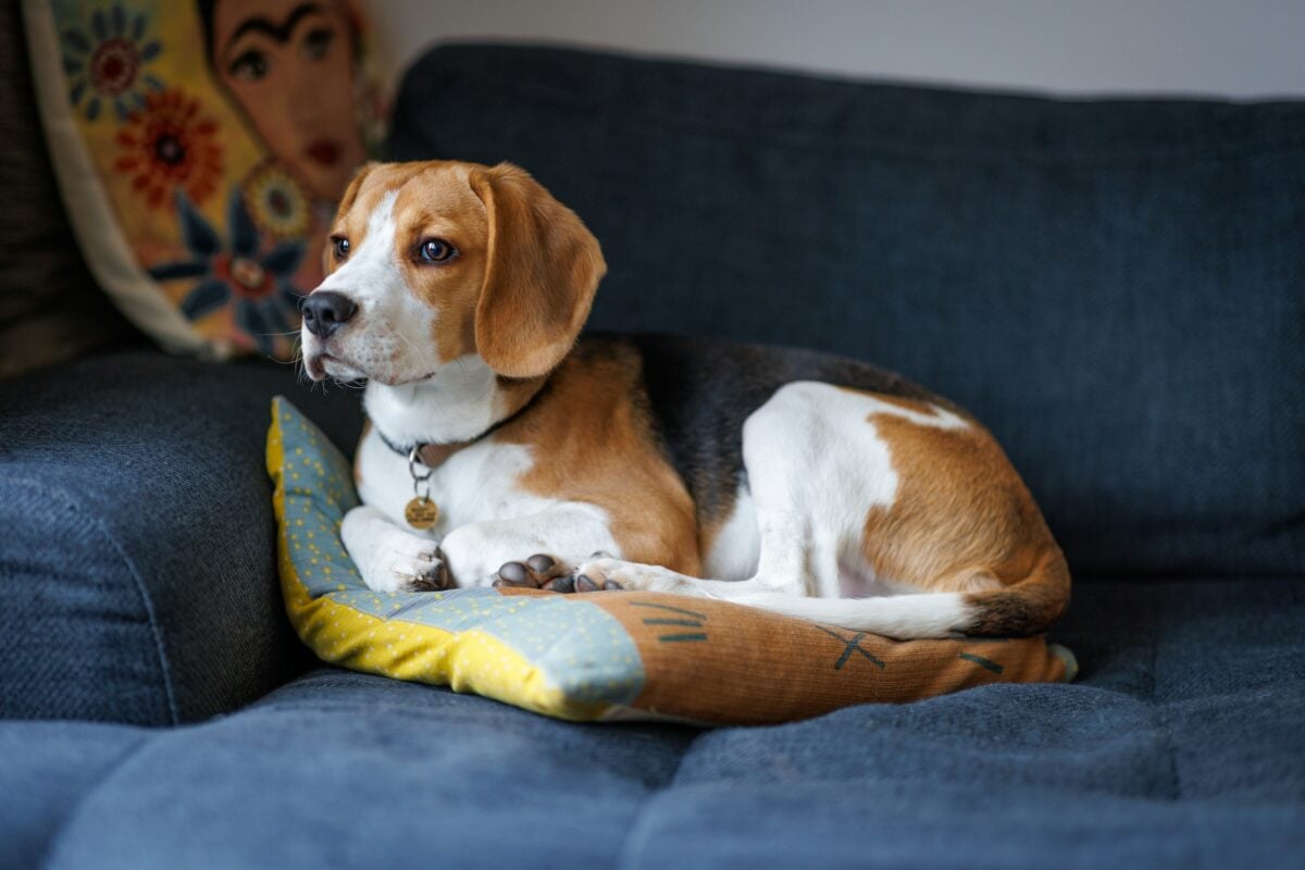 Beagle lying on couch.
