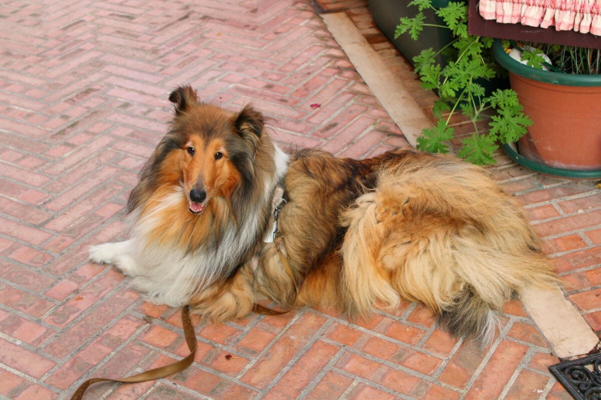 Rough Collie lies on brick patio. 
