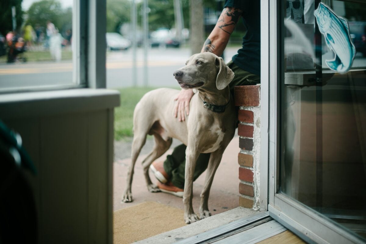 Dog leaning against person outside building.