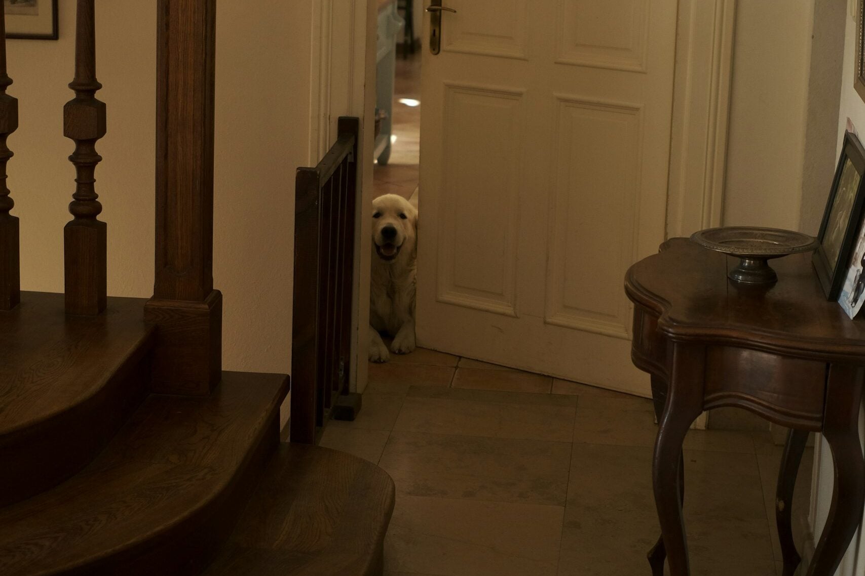 Dog peeks around an open door.