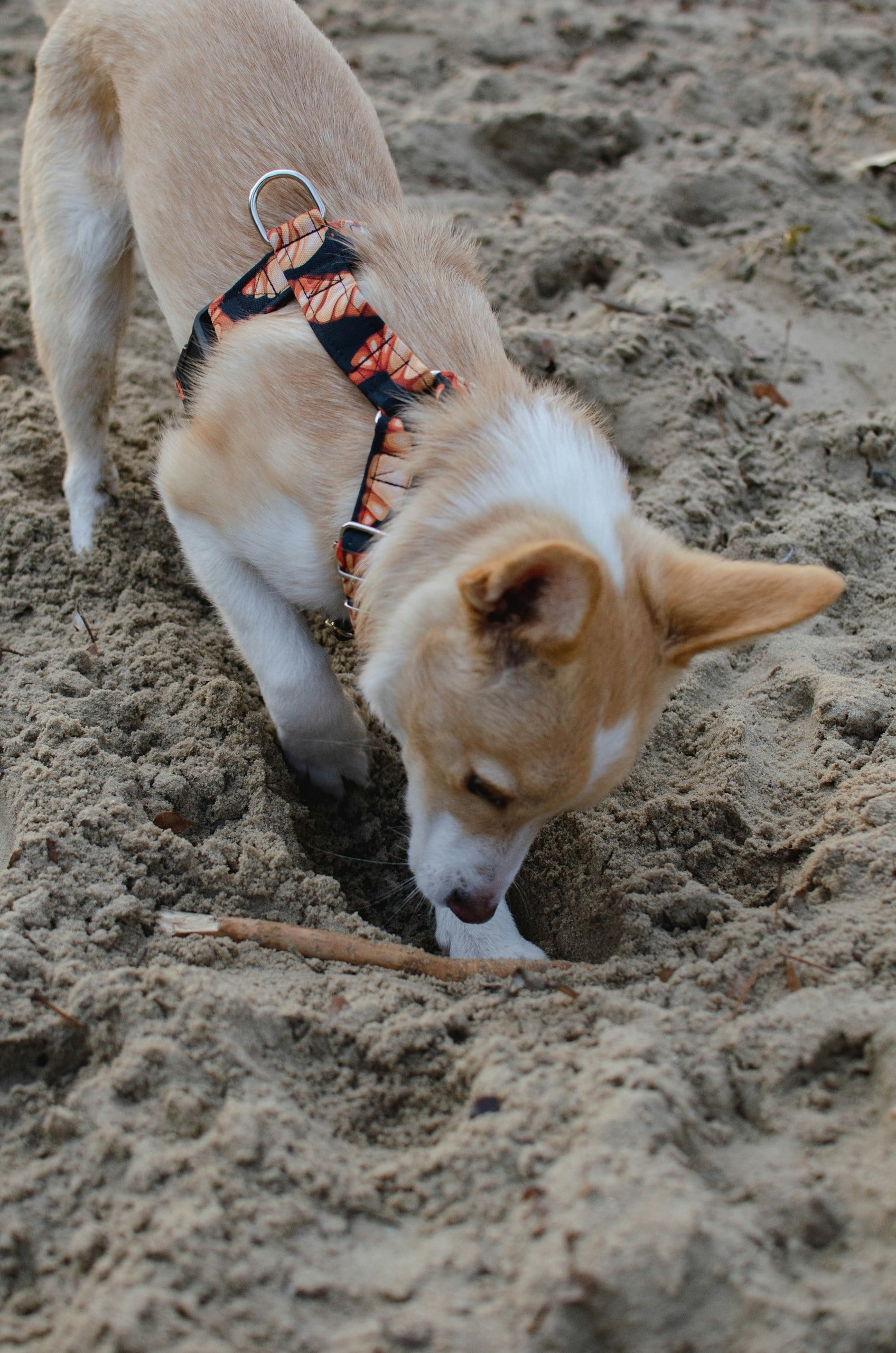 Dog digging in the dirt