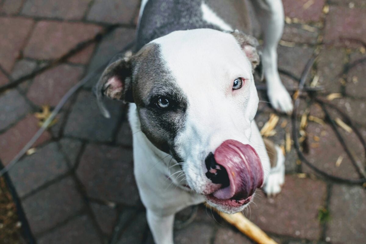 A white and gray mixed breed licking its nose.
