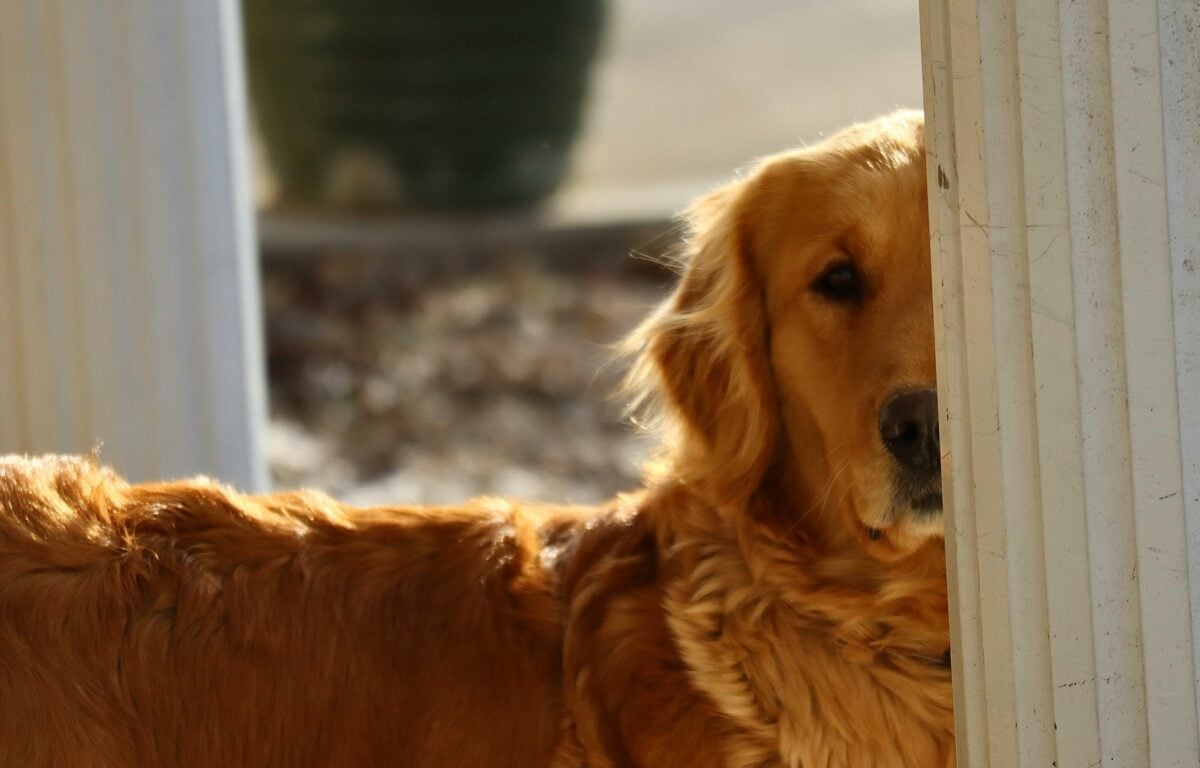 Golden Retriever peeks out from behind a column.