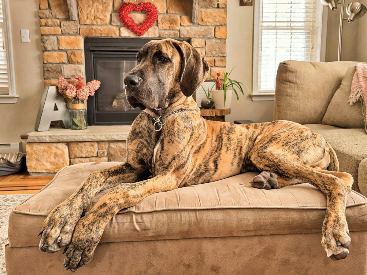 Great Dane lying on couch in living room.