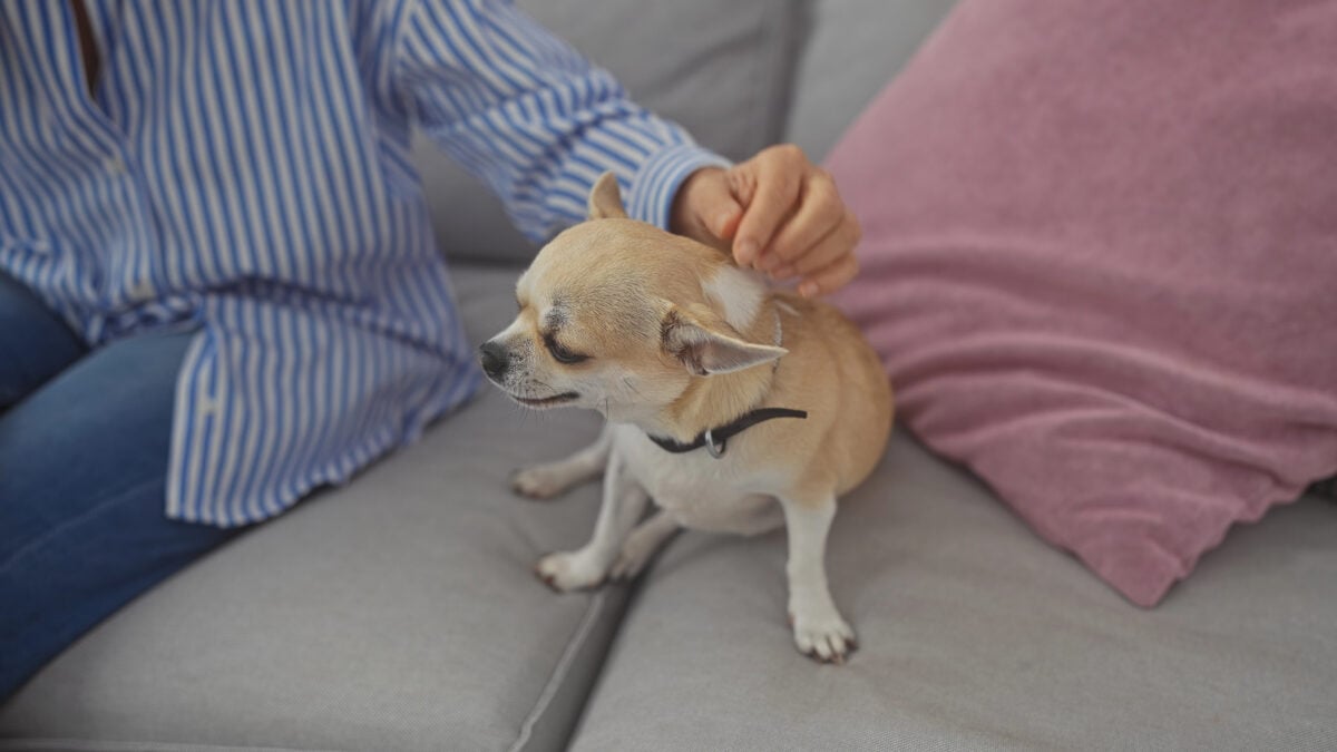 A middle-aged woman strokes a chihuahua on a couch indoors, conveying a sense of domestic comfort and pet companionship.