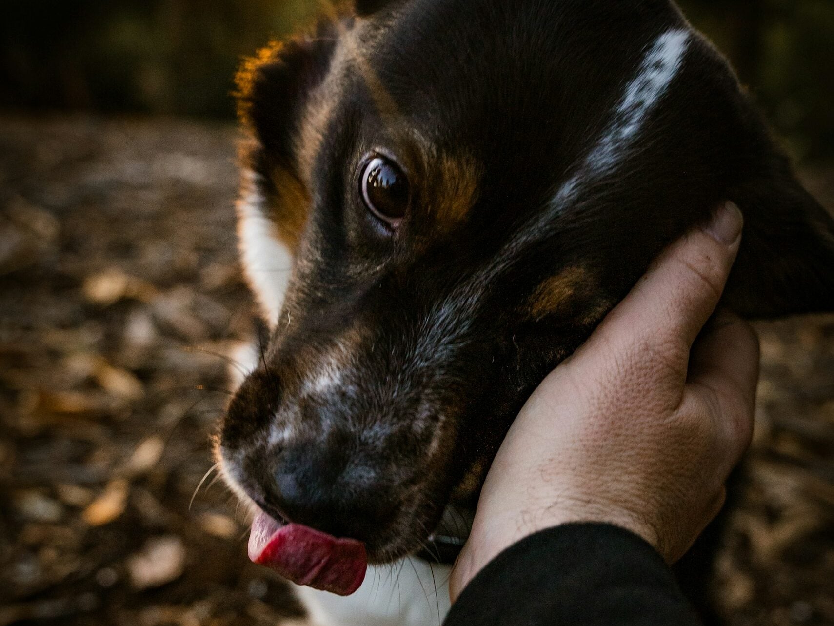 Dog licks person's hand who's petting their face.