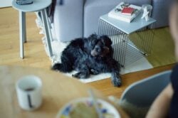 Small black dog rests on rug in living room.