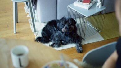 Small black dog rests on rug in living room.