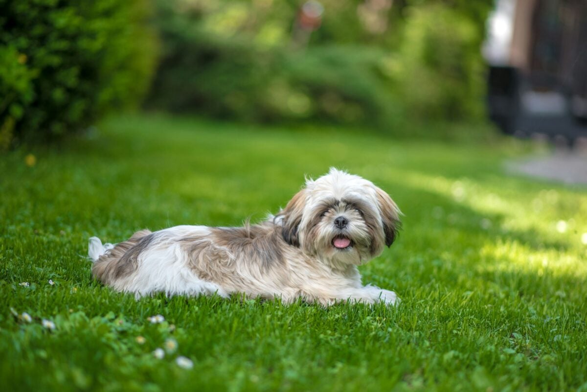 Shih Tzu lying in grassy yard.
