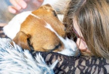 A teenage girl hugs her Jack Russell Terrier. Friendship Day.
