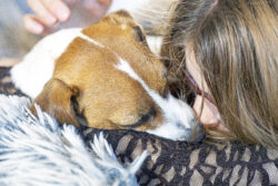 A teenage girl hugs her Jack Russell Terrier. Friendship Day.