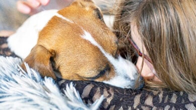 A teenage girl hugs her Jack Russell Terrier. Friendship Day.