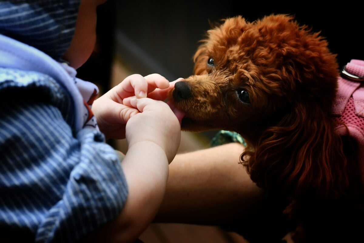 A toy Poodle licks a newborn baby boy.