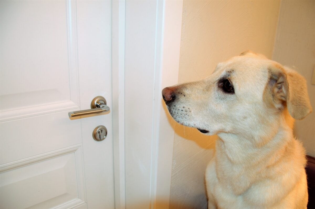 a white dog looks at the door while waiting