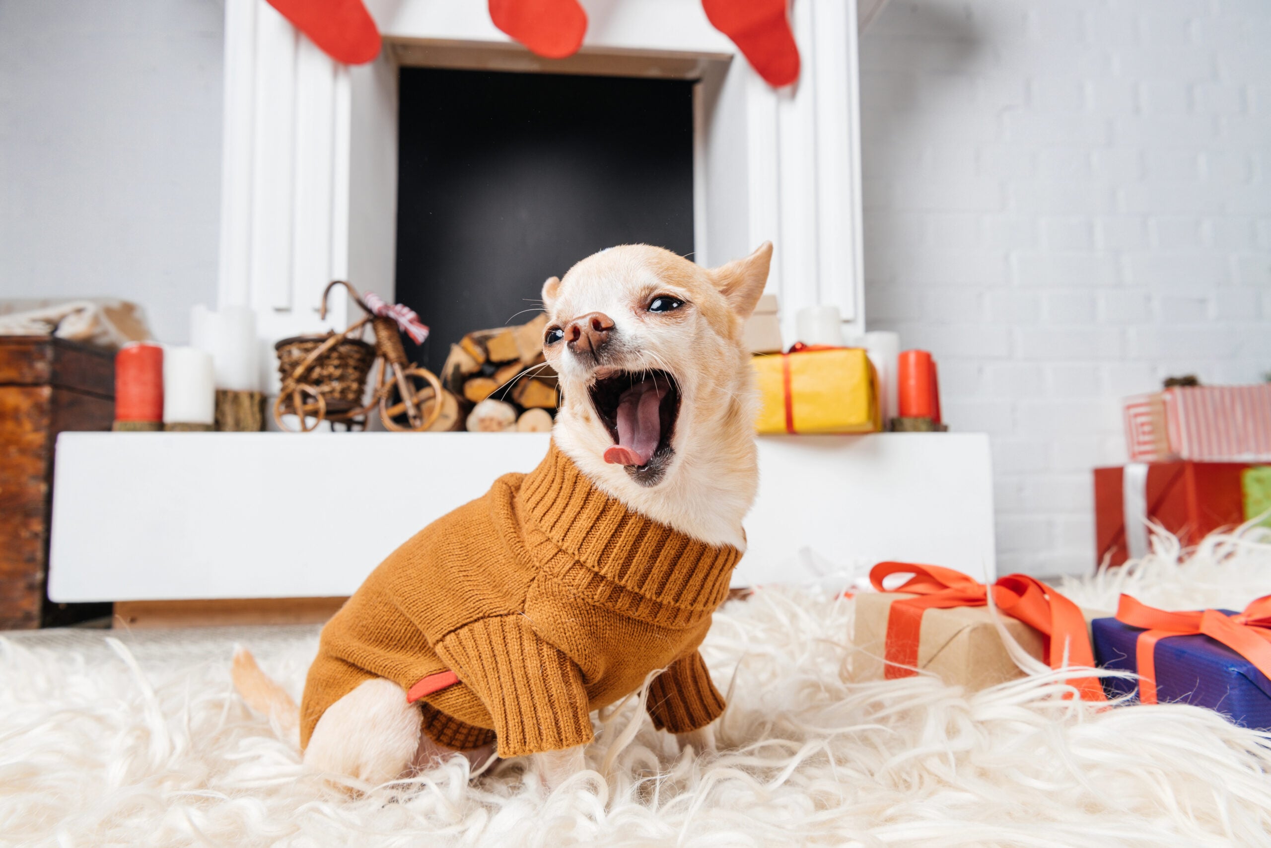 adorable chihuahua dog in sweater yawning while sitting on floor with christmas presents near by