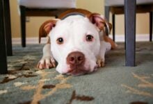 Pitbull mix lying down under a table looking like it's ready for some action.