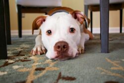 Pitbull mix lying down under a table.