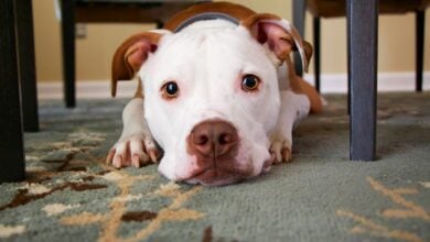 Pitbull mix lying down under a table looking like it's ready for some action.