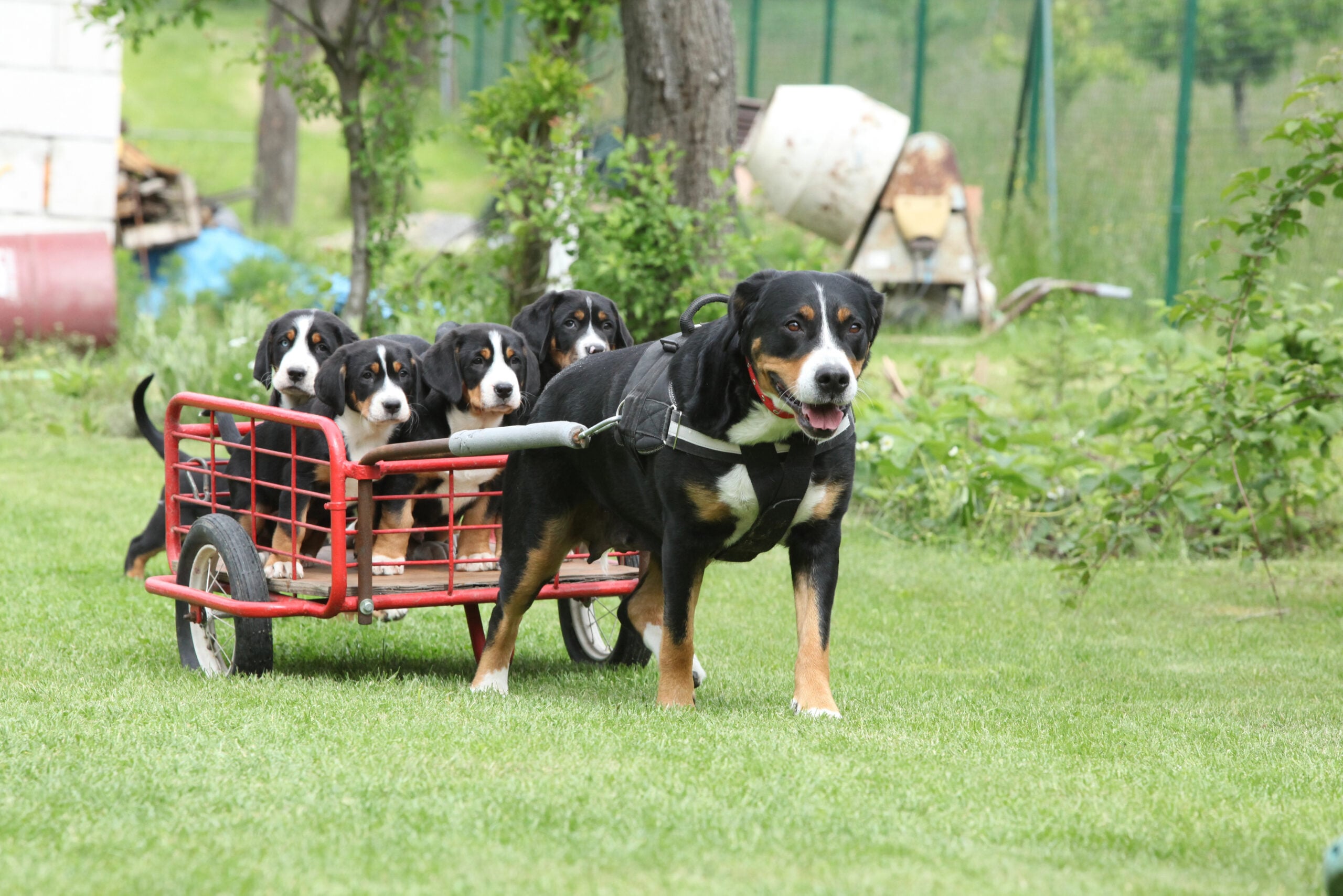 Female Greater Swiss Mountain Dog pulling puppies in dogcart.