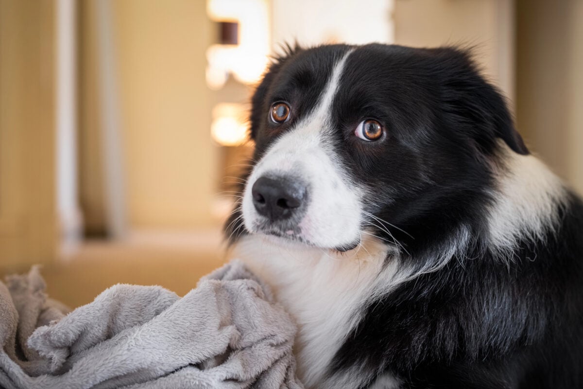 Border Collie male puppy with gray fluffy blanket. Portrait of sad black and white dog looking at camera