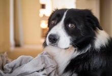 Border Collie male puppy with gray fluffy blanket. Portrait of sad black and white dog looking at camera
