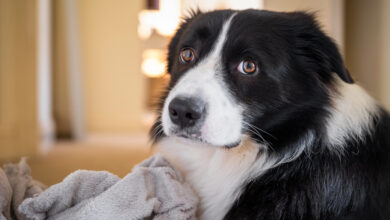 Border Collie male puppy with gray fluffy blanket. Portrait of sad black and white dog looking at camera