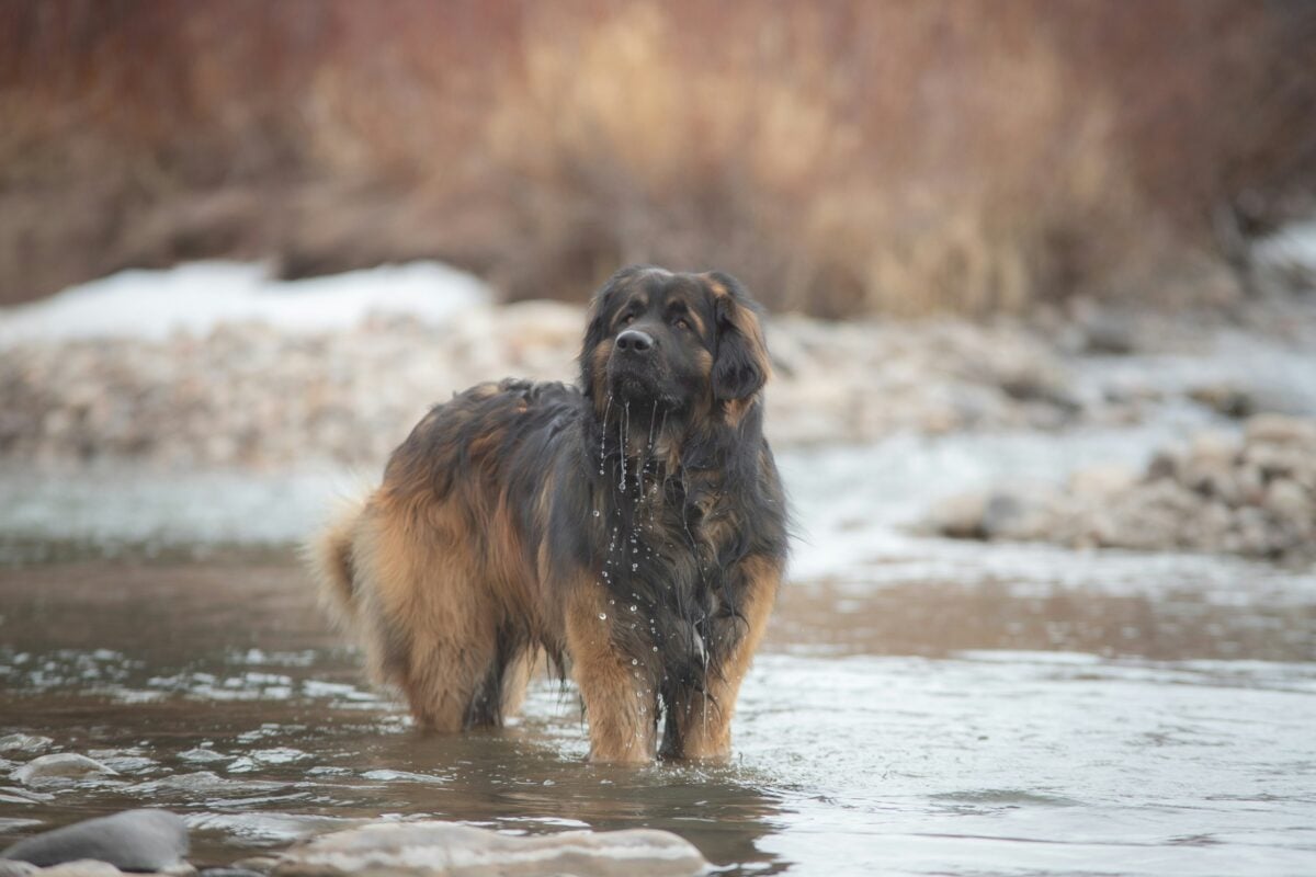 Leonberger standing in stream.