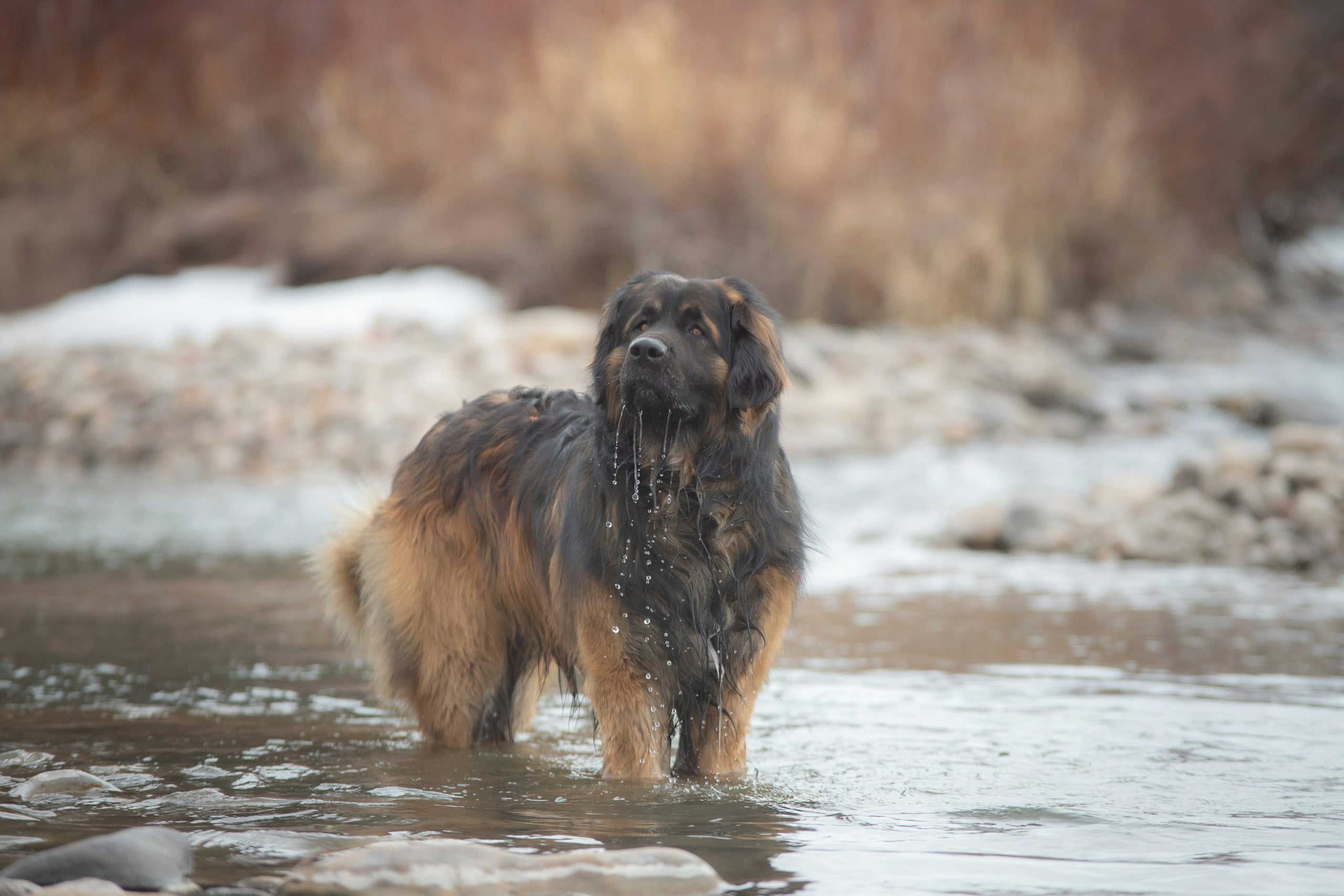 Leonberger standing in stream.