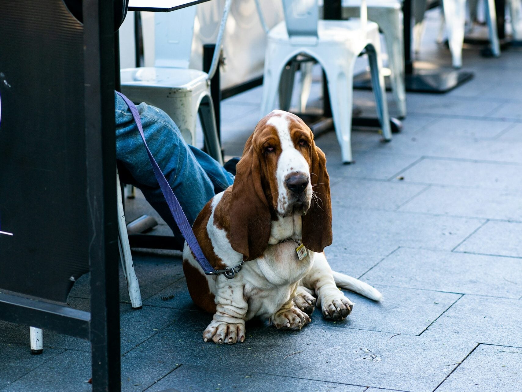 Basset Hound lying under cafe table.