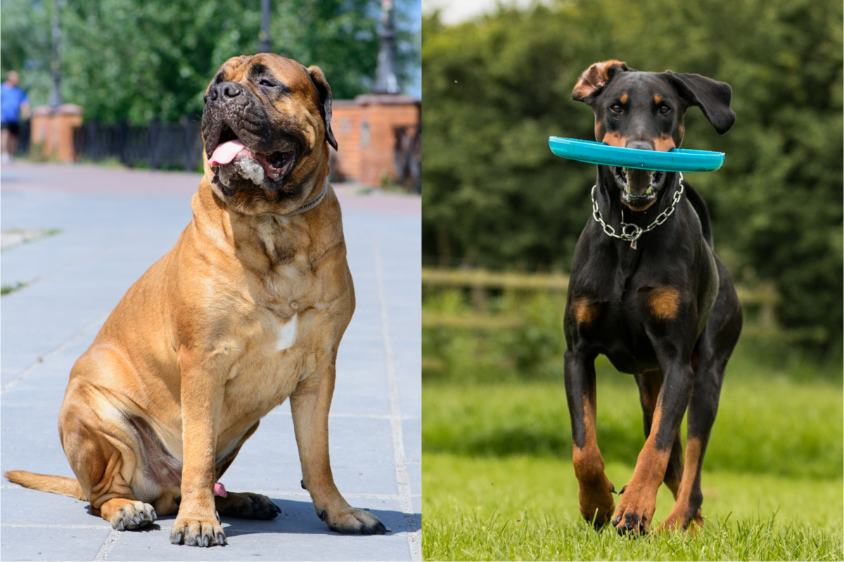 Calm Bullmastiff vs active Doberman.