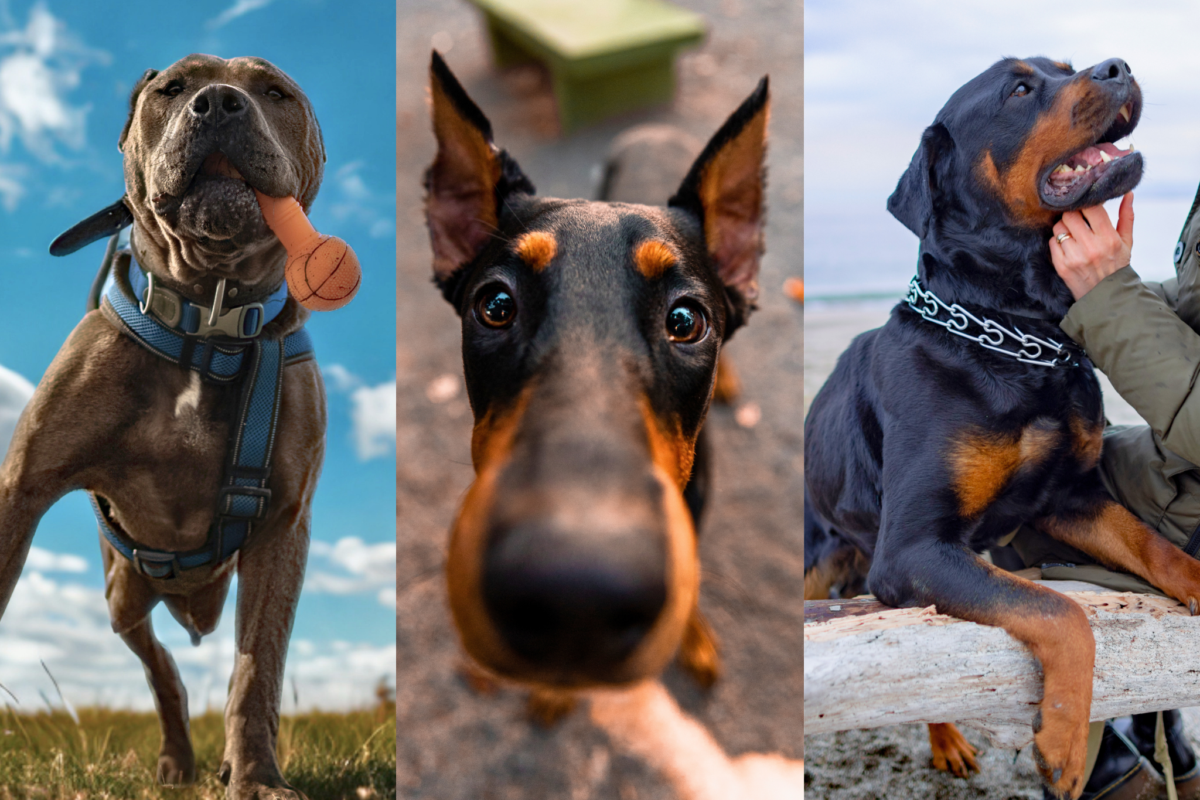 cane corso domberman rottweiler looking c cute