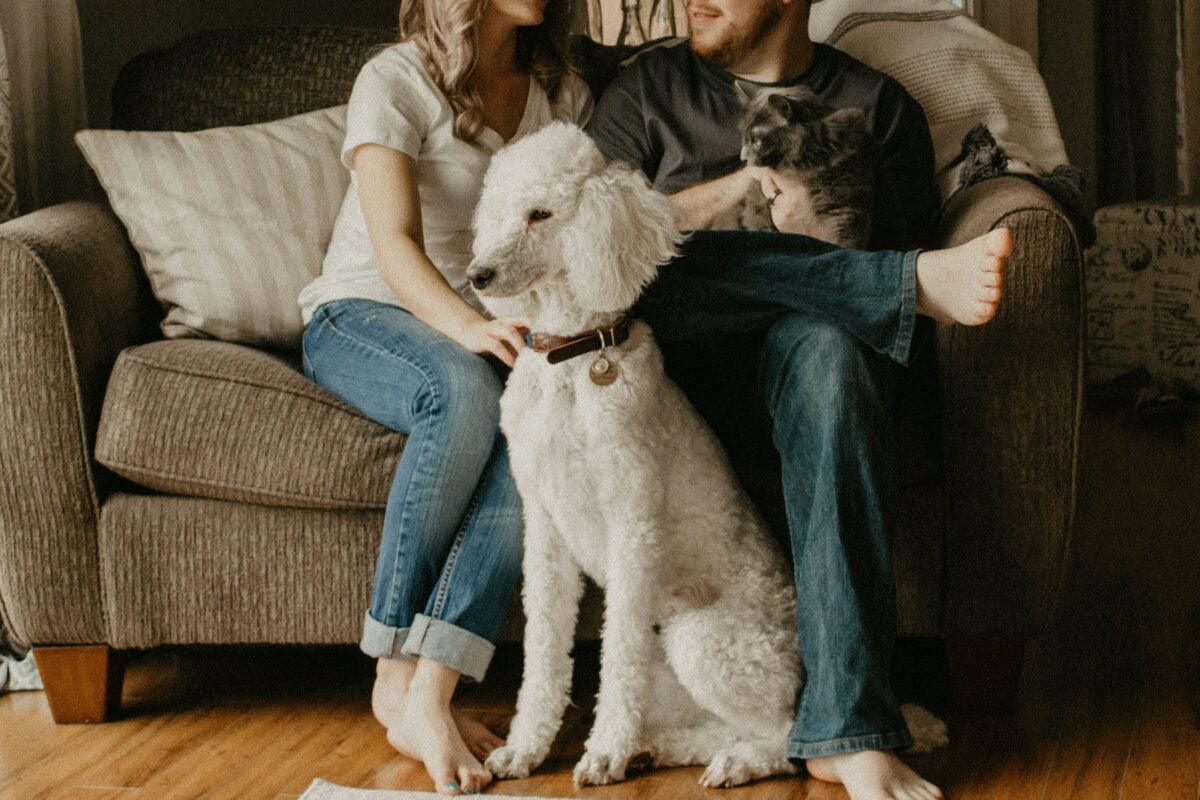 White Poddle sitting next to couple on sofa.