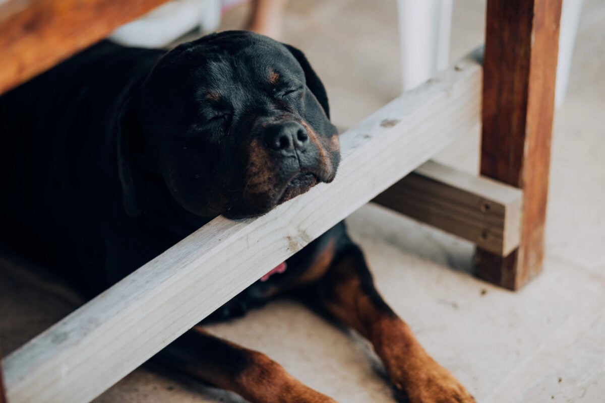Cute Rottweiler dog sleeping under table.