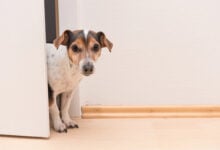 Cute little Jack Russell Terrier looks curiously through the open door.