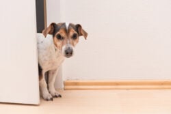 Cute little Jack Russell Terrier looks curiously through the open door.