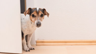 Cute little Jack Russell Terrier looks curiously through the open door.