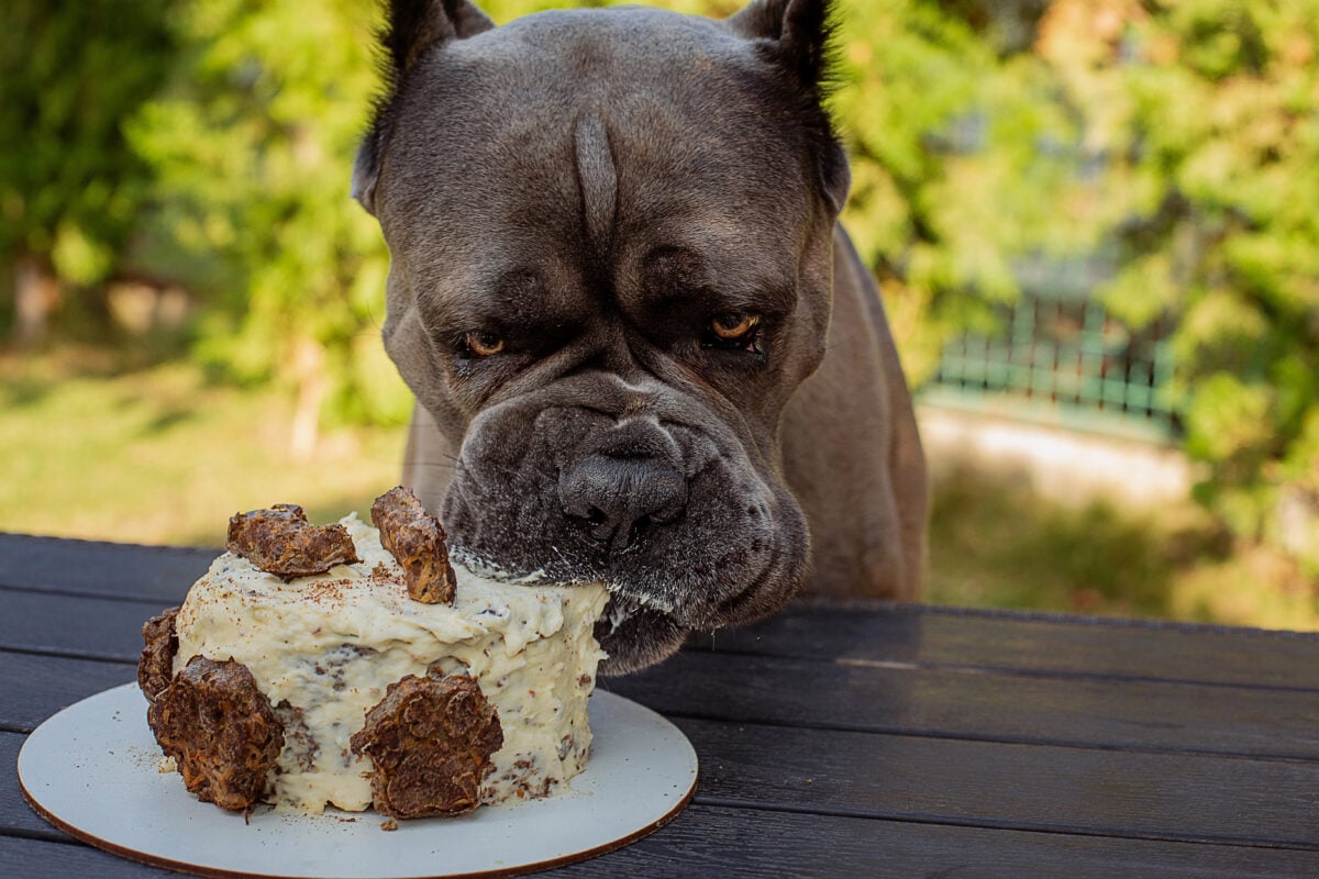 A Cane Corso dog celebrates his birthday by eating homemade cake.