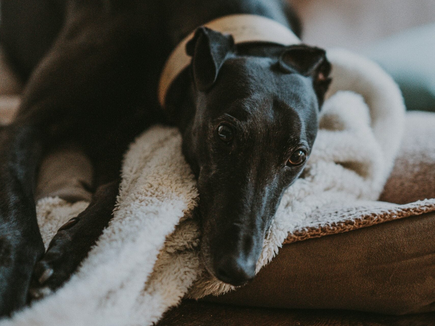 Greyhound resting on blanket.